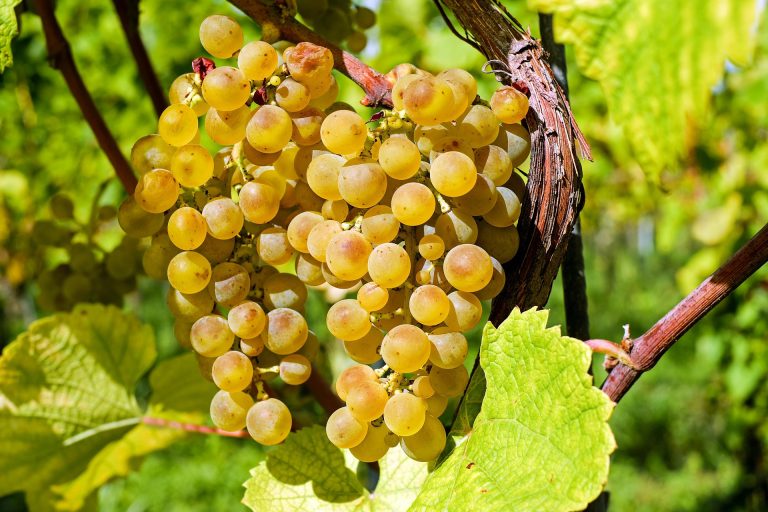 Wein Pixabay Grapes 2715711 1920